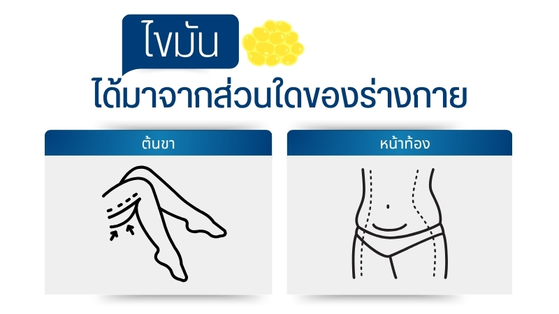ไขมันได้มาจากส่วนใดของร่างกาย