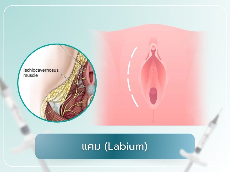 แคม (Labium)