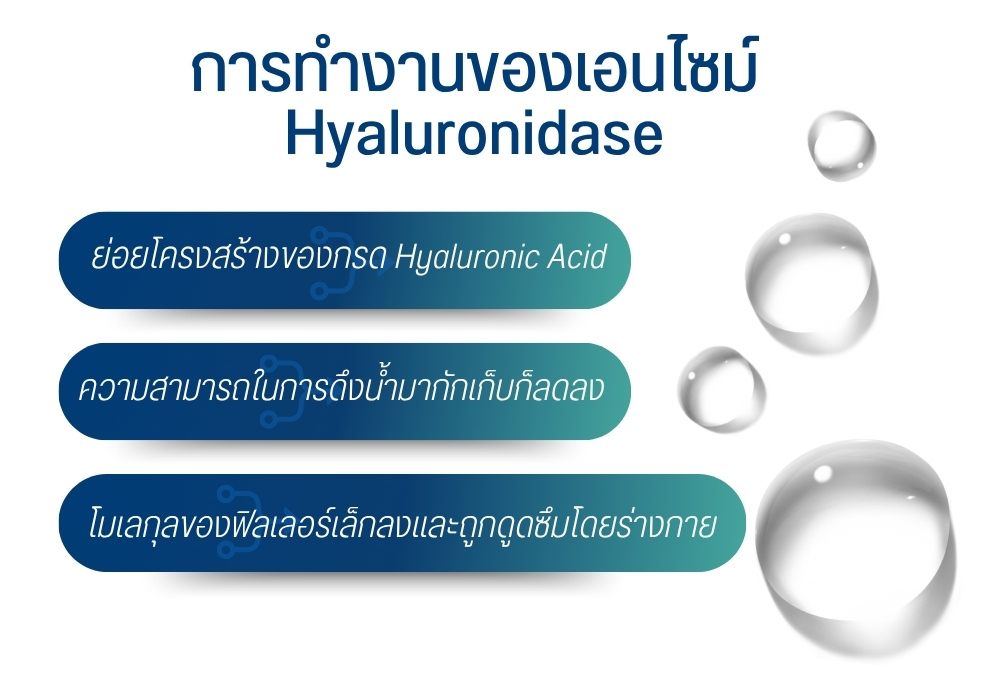 การทำงานของเอนไซม์ Hyaluronidase