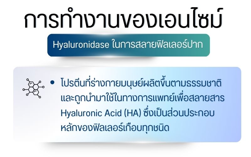 การทำงานของเอนไซม์ Hyaluronidase ในการสลายฟิลเลอร์ปาก