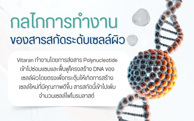 กลไกการทำงานของสารสกัดระดับเซลล์ผิว