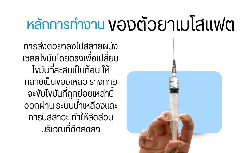 หลักการทำงานของตัวยาเมโสแฟต