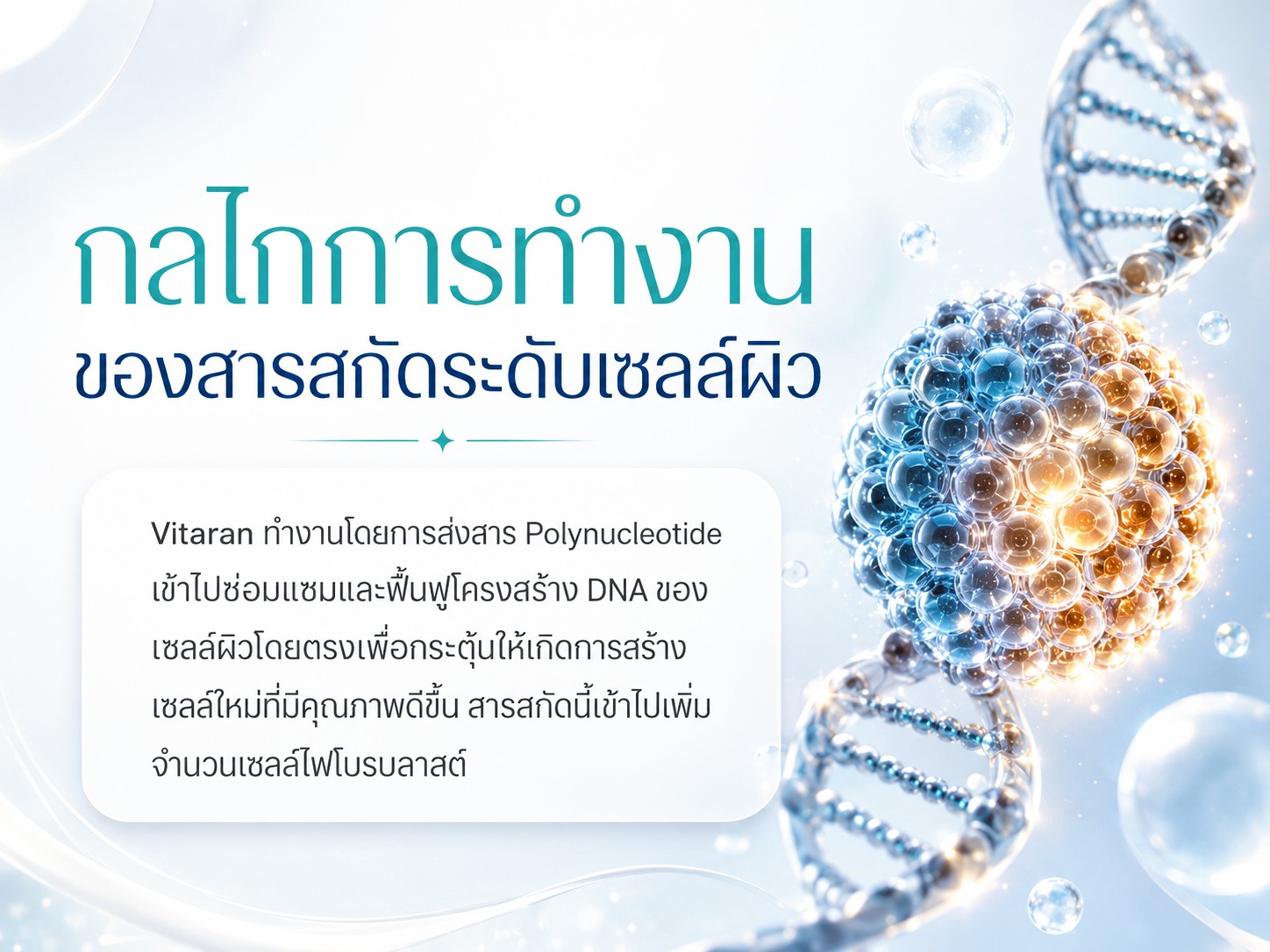 Vitaran กลไกการทำงานของสารสกัดระดับเซลล์ผิว